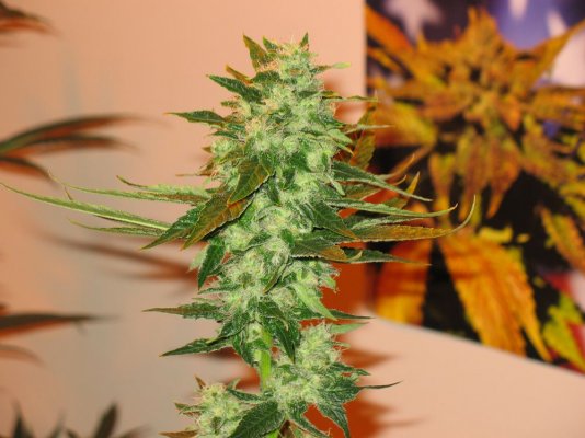SourCreamWeek7.JPG