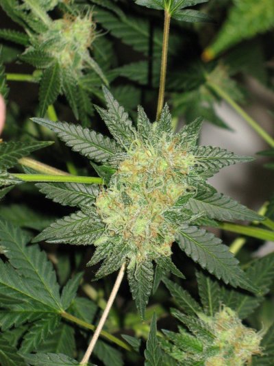 xeet grow 2010/11: Tahoe OG, Pre98-Bubba BX2, Blackwater, Headband, L.A Con and more