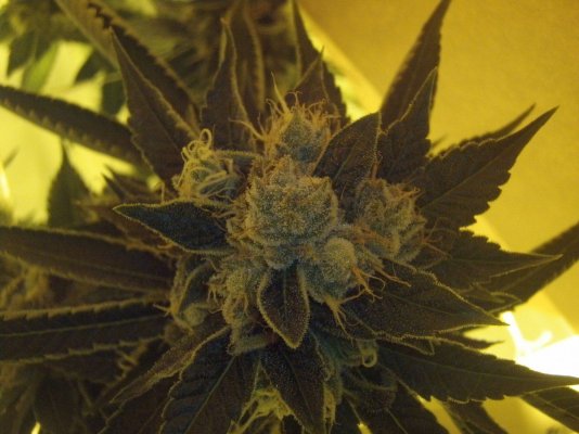 growdec2 043.jpg