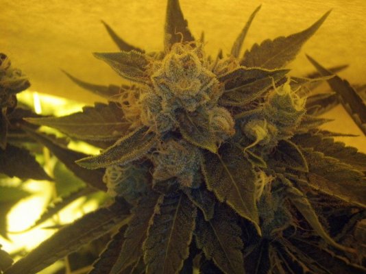 growdec2 049.jpg