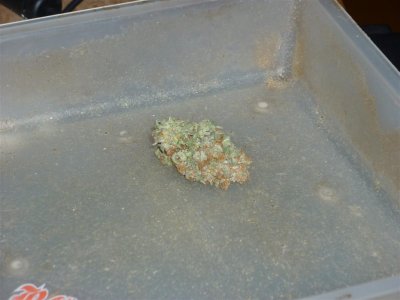 OG (Large).jpg