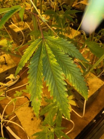Rockwool Ph problems any HELP