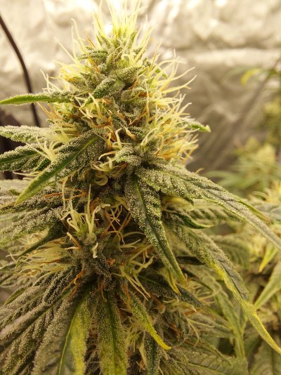 Another week or so away from harvest