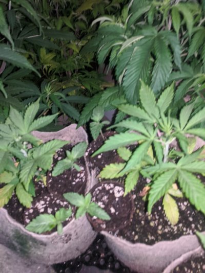 more-autoflowering-strains-loaded-with-seed-2.jpg