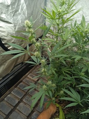 RO Journey: 6 Strain Run+Growpito+F&D