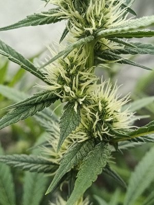 RO Journey: 6 Strain Run+Growpito+F&D