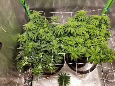 BigCube's grow show and tell.