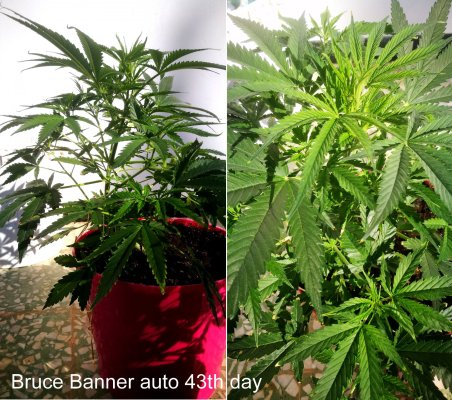 auto-flowering---flowering-stage-delayed.jpg