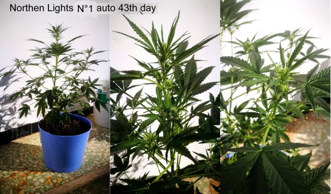 auto-flowering---flowering-stage-delayed-2.jpg