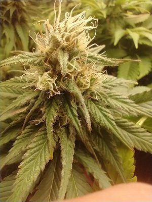 Cheese (Seedsman), Chemdog (Nirvana), Kali China (Ace), Sweet Zombie (Expert), Zamaldelica x Kali China (Ace)