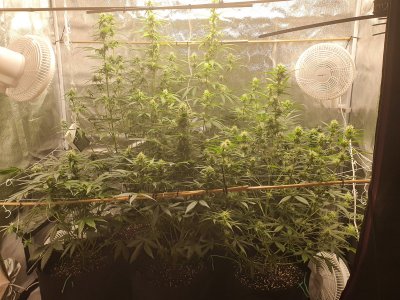 Hi, first time grower here