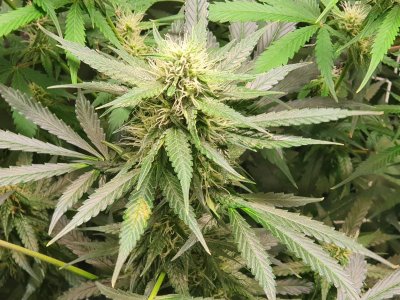 Hi, first time grower here