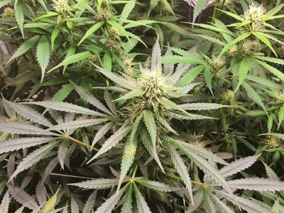 Hi, first time grower here
