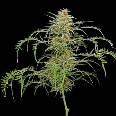 freakshow-strain-why-tf-is-there-a-5-word-minimum-2.jpeg