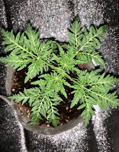 freakshow-strain-why-tf-is-there-a-5-word-minimum-3.jpeg