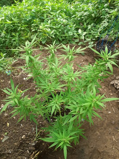 first-time-growing-marijuana-what-are-your-thoughts.jpg