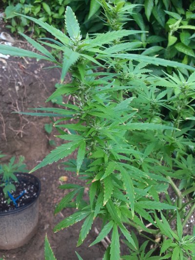 first-time-growing-marijuana-what-are-your-thoughts-2.jpg