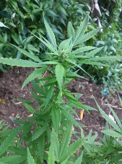 first-time-growing-marijuana-what-are-your-thoughts-6.jpg