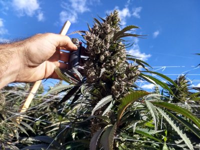 Lets see your 2020 Outdoor Plants!