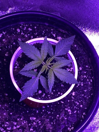 Is my plant big enough please help.