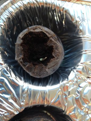 Captain's Log: Dispatches from Planet Milson