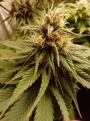 Cheese (Seedsman), Chemdog (Nirvana), Kali China (Ace), Sweet Zombie (Expert), Zamaldelica x Kali China (Ace)