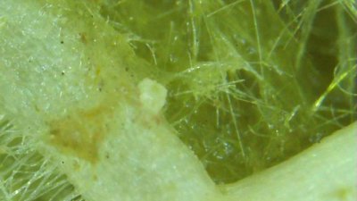 Very tiny white bugs eating roots