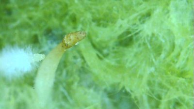 Very tiny white bugs eating roots