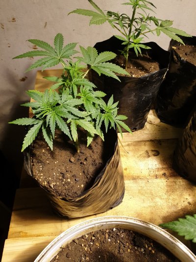31-days-from-seed-fruit-for-thought-3.jpg