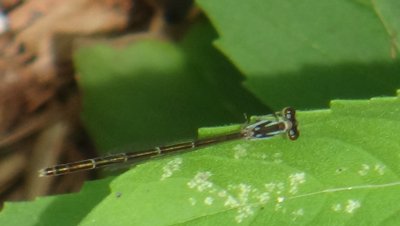 Beneficial Insects