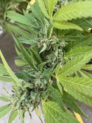 So Many Buds! Magic melon