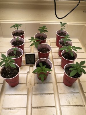 Tc2's Indoor Grow Journal - Spider Farmer SF1000, HLG 100, Sun System HPS 150W