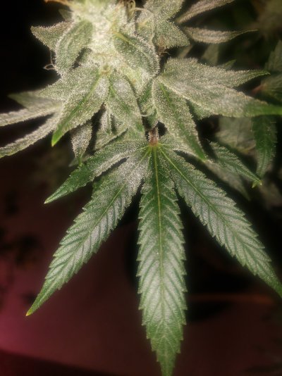 HELP WHITE PM DURING LATE FLOWER