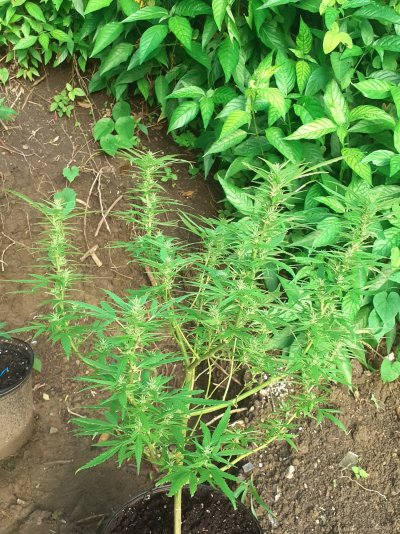 First time growing