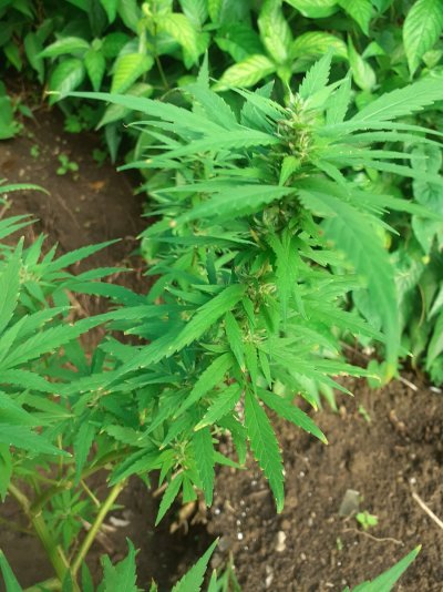 First time growing