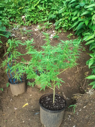 First time growing