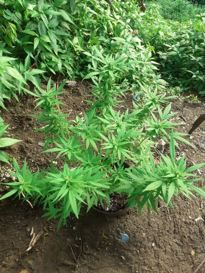 First time growing
