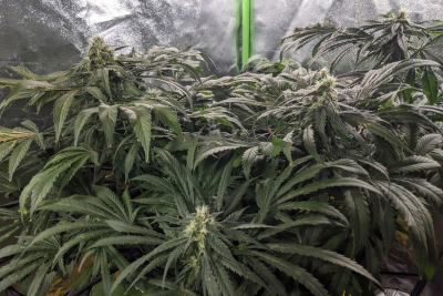Grow #2 - Indoor hydro tent