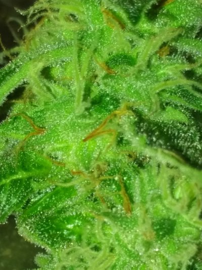 Whats in my tent now!!
