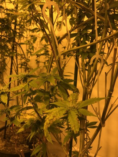 Day 28 into flower problems... need help