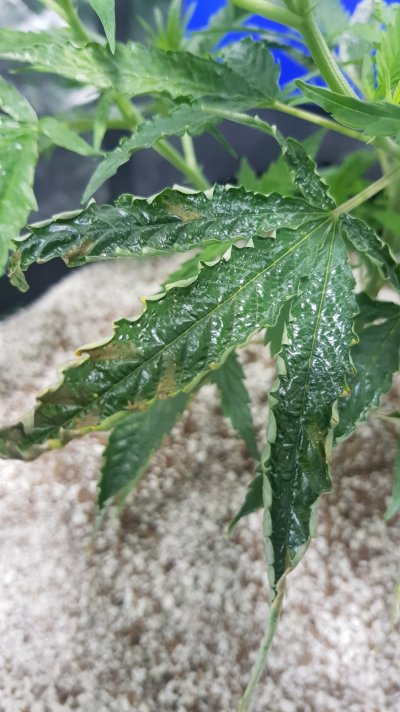 tobacco-mosaic-virus-tmv-need-confirm-before-i-destroy-crop-2.jpg