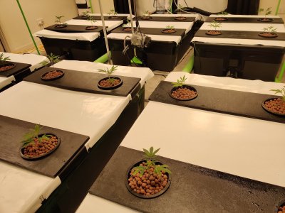 My growing experience in deep water culture.