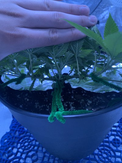 Check it out! Newbie Progress
