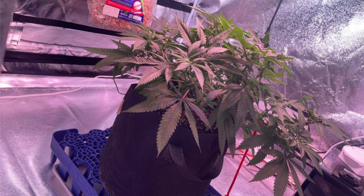 Check it out! Newbie Progress