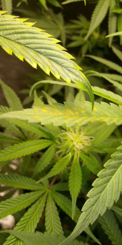 Can any one identifiy this symptom?
