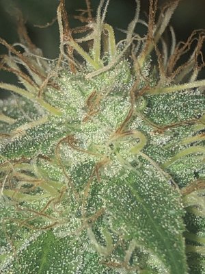 Trimming bud while growing help