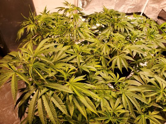 Best way to defoliate for flower