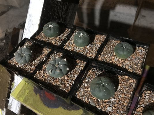 transplanted-my-peyotes-into-a-new-soil-mix-5.jpeg