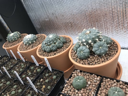 transplanted-my-peyotes-into-a-new-soil-mix-7.jpeg