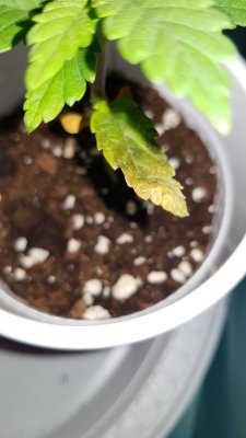 20201107_182339 - Copy.jpg